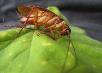 How To Get Rid Roaches For Good