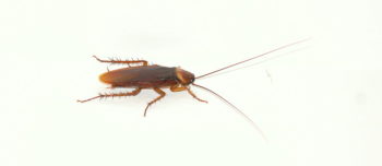 How To Get Rid Cockroaches