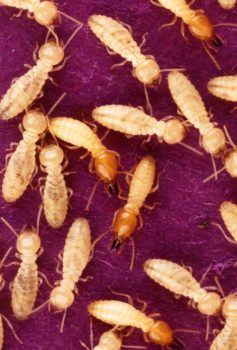 Four hints for hiring termite inspectors in Illinois