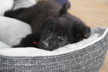 Tips to Create a Home More Dog-Friendly