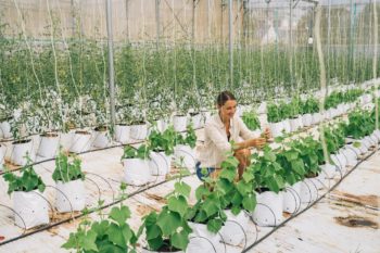 Vertical Hydroponics 101: A Sustainable Gardening System for Everyone