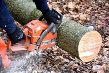 What to Consider Before Removing a Tree from Your Home